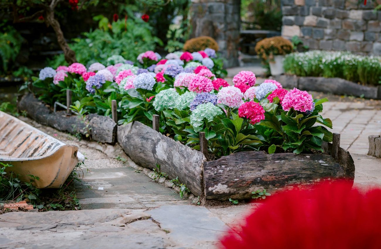 Photo by 🇻🇳🇻🇳Nguyễn Tiến Thịnh 🇻🇳🇻🇳: https://www.pexels.com/photo/colorful-hydrangea-garden-in-full-bloom-outdoors-36338279/
